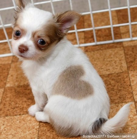 Собака бывает кусачей только