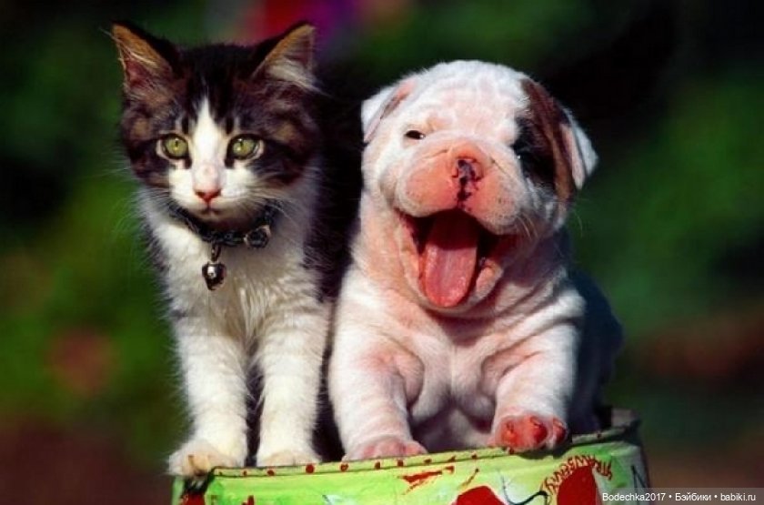 Собака бывает кусачей только