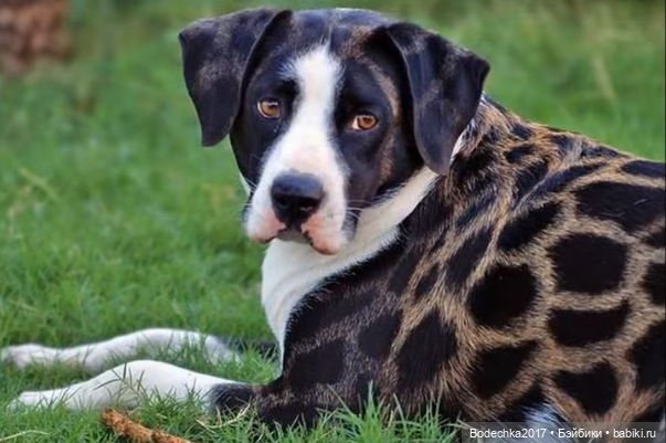 Собака бывает кусачей только