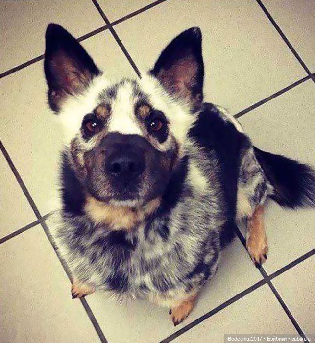 Собака бывает кусачей только