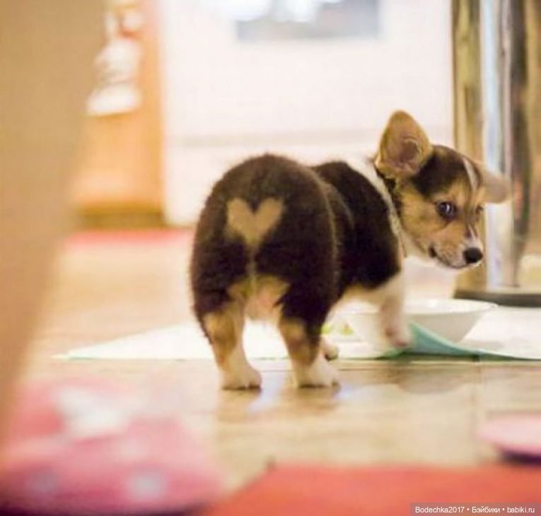 Собака бывает кусачей только (фото 7)