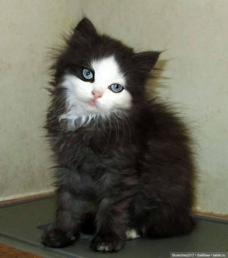 Собака бывает кусачей только