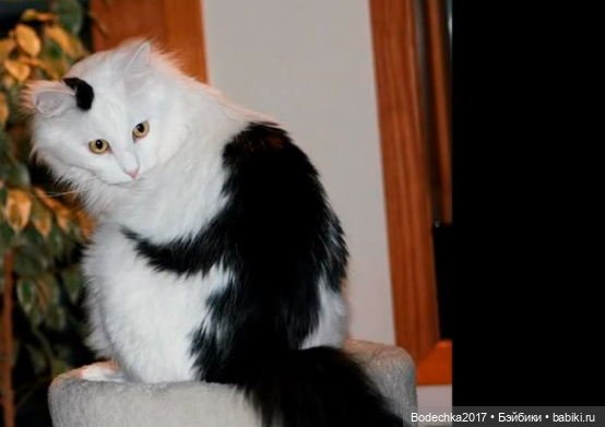 Собака бывает кусачей только