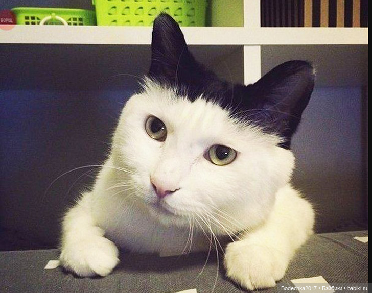 Собака бывает кусачей только