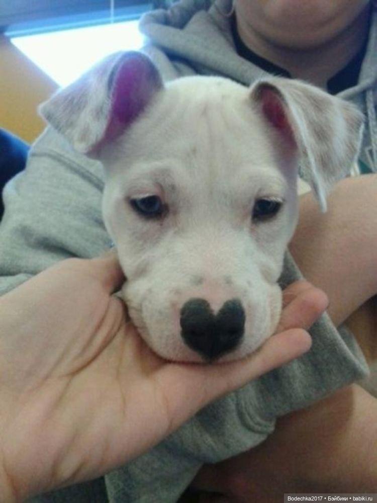 Собака бывает кусачей только (фото 10)