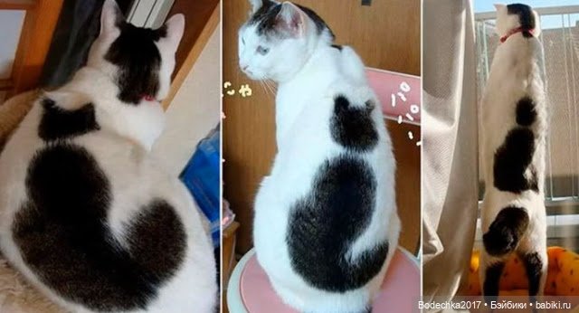 Собака бывает кусачей только