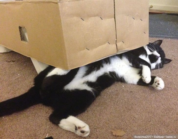 Собака бывает кусачей только