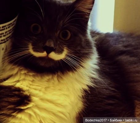 Собака бывает кусачей только