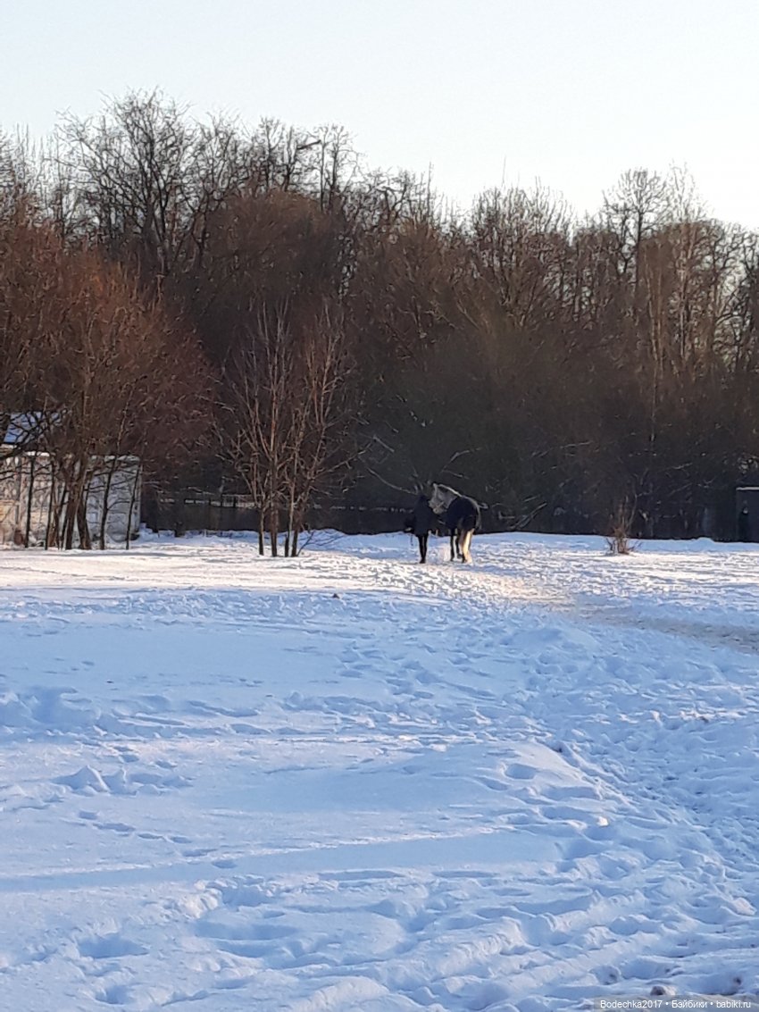 Последние денечки уходящего года (фото 2)