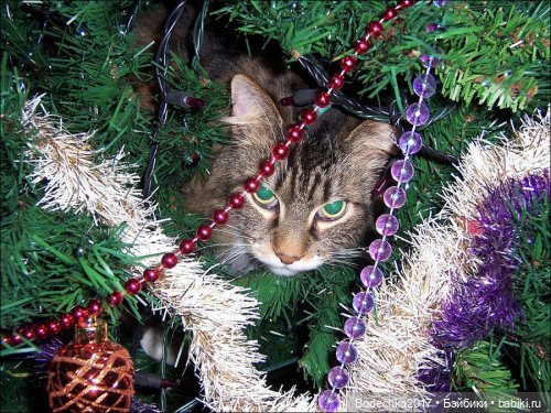Кошки очень любят новогодние елки! У вас елка не падала