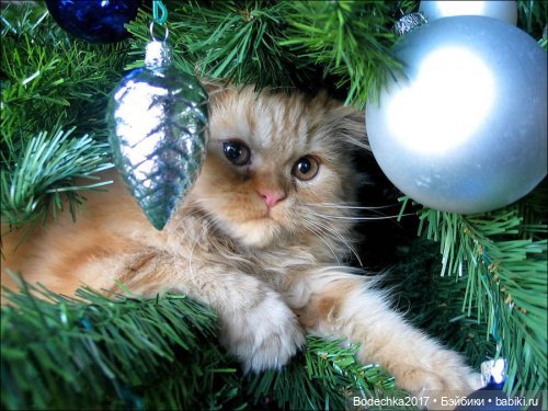 Кошки очень любят новогодние елки! У вас елка не падала