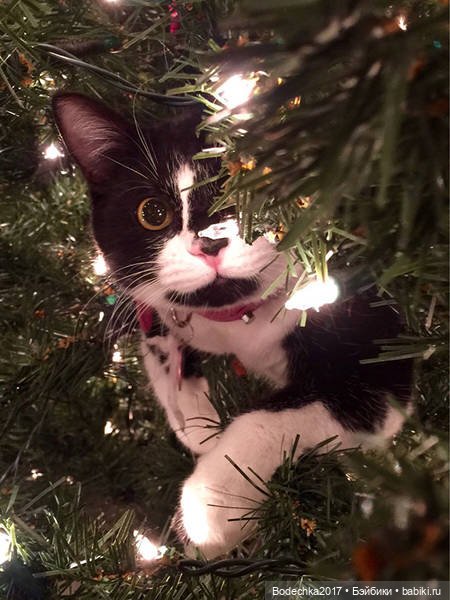 Кошки очень любят новогодние елки! У вас елка не падала