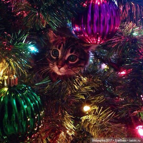 Кошки очень любят новогодние елки! У вас елка не падала