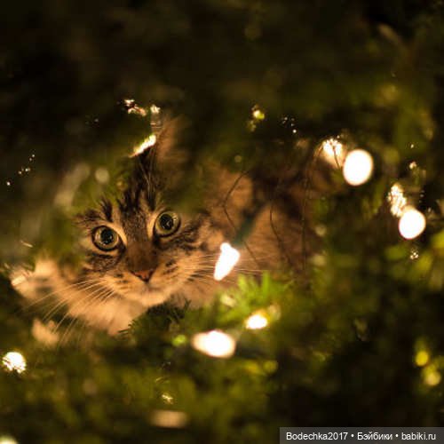 Кошки очень любят новогодние елки! У вас елка не падала (фото 4)