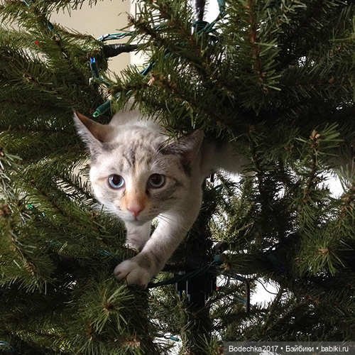 Кошки очень любят новогодние елки! У вас елка не падала (фото 5)