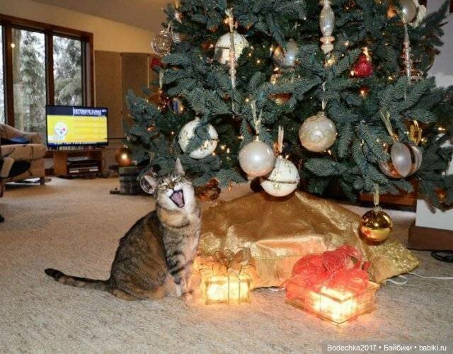 Ну, просто напросилось продолжение про кошек и их любимые елки