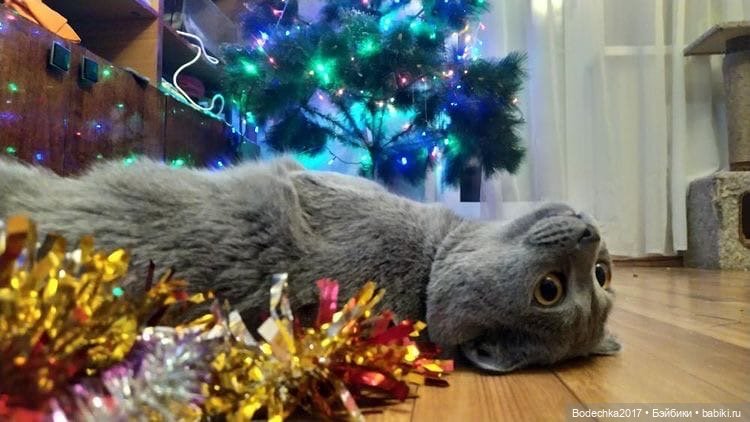 Ну, просто напросилось продолжение про кошек и их любимые елки (фото 10)