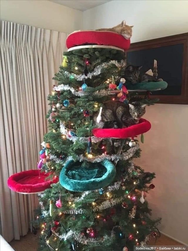 Ну, просто напросилось продолжение про кошек и их любимые елки (фото 9)