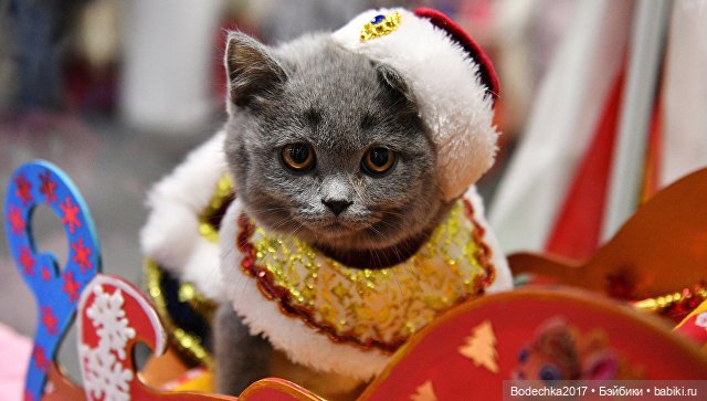 Ну, просто напросилось продолжение про кошек и их любимые елки