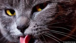 Музей кошек в Москве — Болталка и разговоры обо всем: жизнь (фото 6)