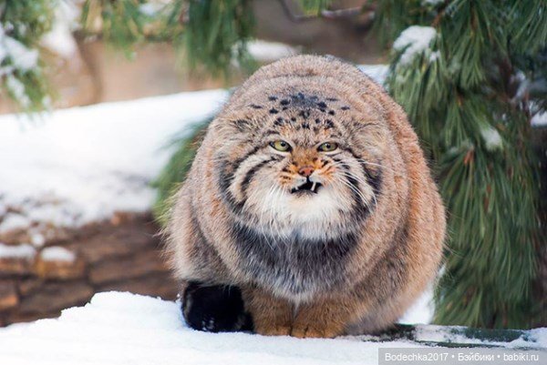 Берегите кошек — Болталка и разговоры обо всем: жизнь (фото 4)