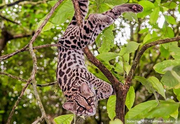 Берегите кошек — Болталка и разговоры обо всем: жизнь (фото 5)