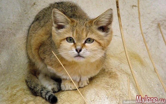 Берегите кошек — Болталка и разговоры обо всем: жизнь (фото 9)