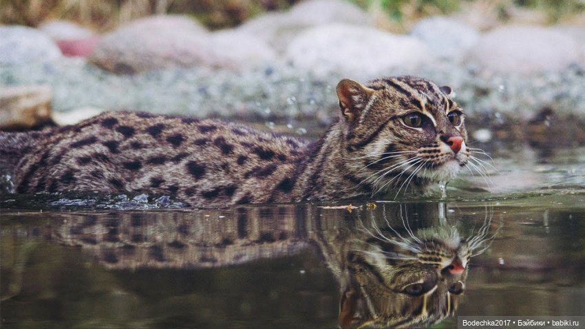 Берегите кошек — Болталка и разговоры обо всем: жизнь (фото 6)