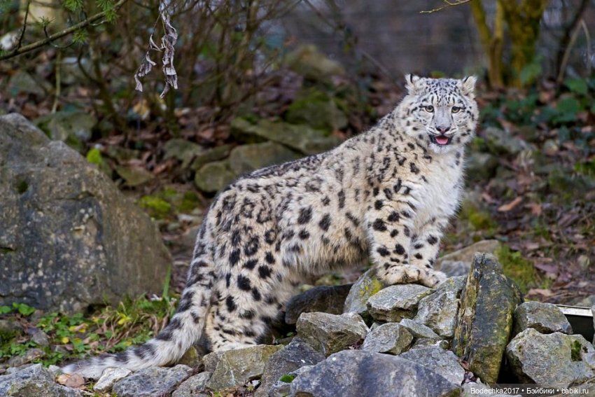 Берегите кошек — Болталка и разговоры обо всем: жизнь (фото 3)