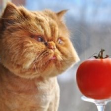 Музей кошек в Москве