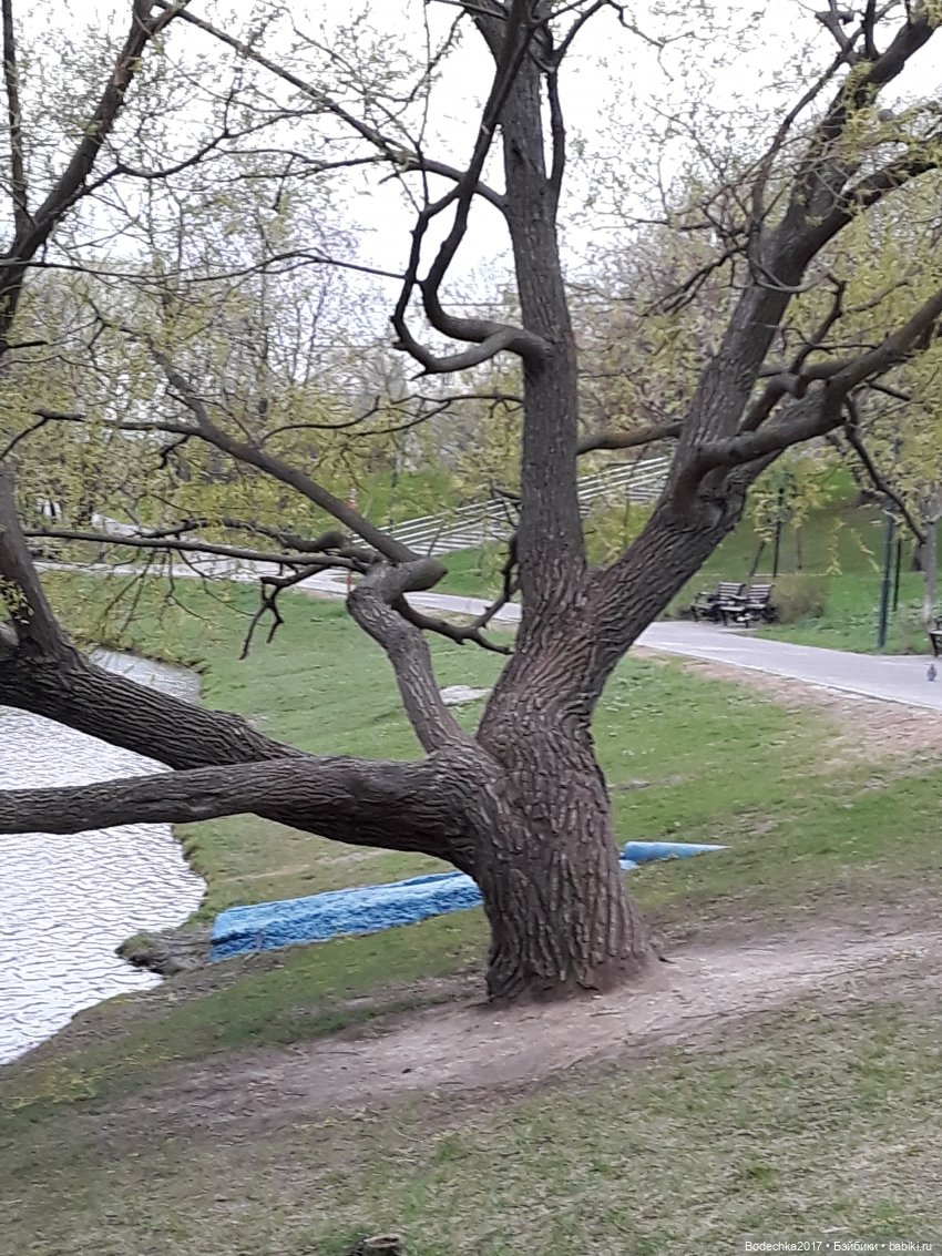 Как Шмелик ходил Весну искать, а нашел уток (фото 5)
