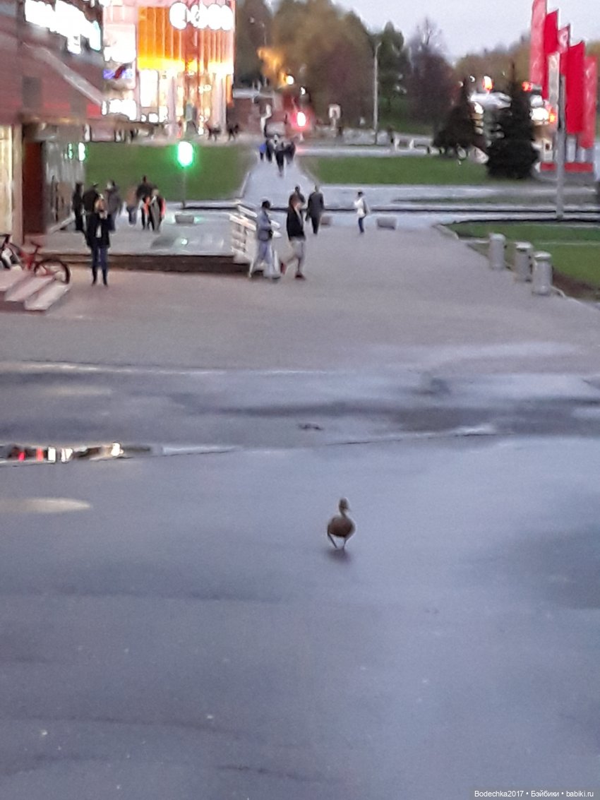 Как Шмелик ходил Весну искать, а нашел уток
