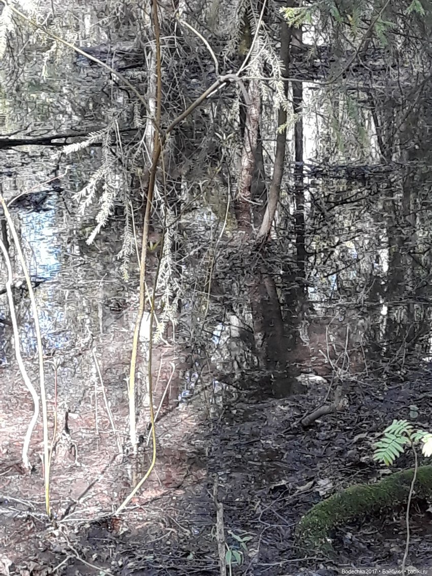 Мечта | Бэйбики Мечта — Болталка и разговоры обо всем: жизнь (фото 5)