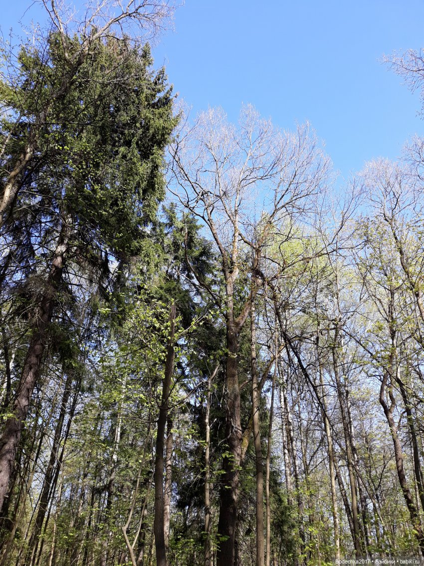 Мечта | Бэйбики Мечта — Болталка и разговоры обо всем: жизнь (фото 3)