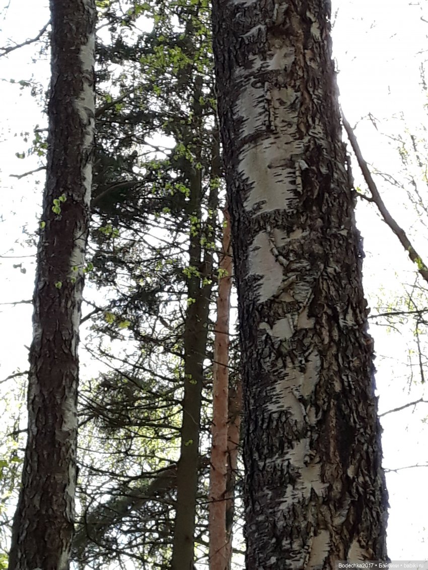Мечта | Бэйбики Мечта — Болталка и разговоры обо всем: жизнь (фото 6)