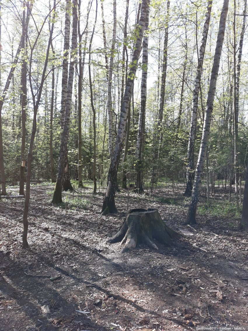 Мечта | Бэйбики Мечта — Болталка и разговоры обо всем: жизнь (фото 7)