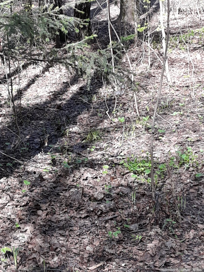 Мечта | Бэйбики Мечта — Болталка и разговоры обо всем: жизнь (фото 4)