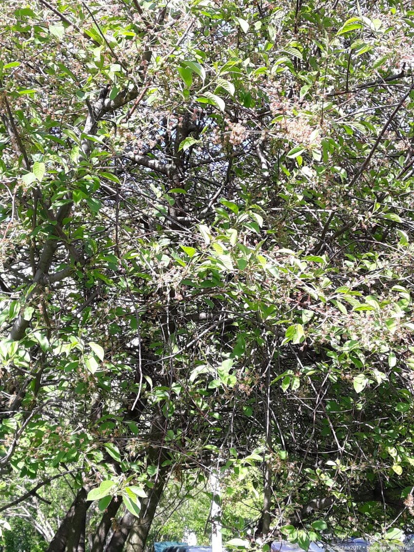 Приехала недовольная обижулька (фото 9)