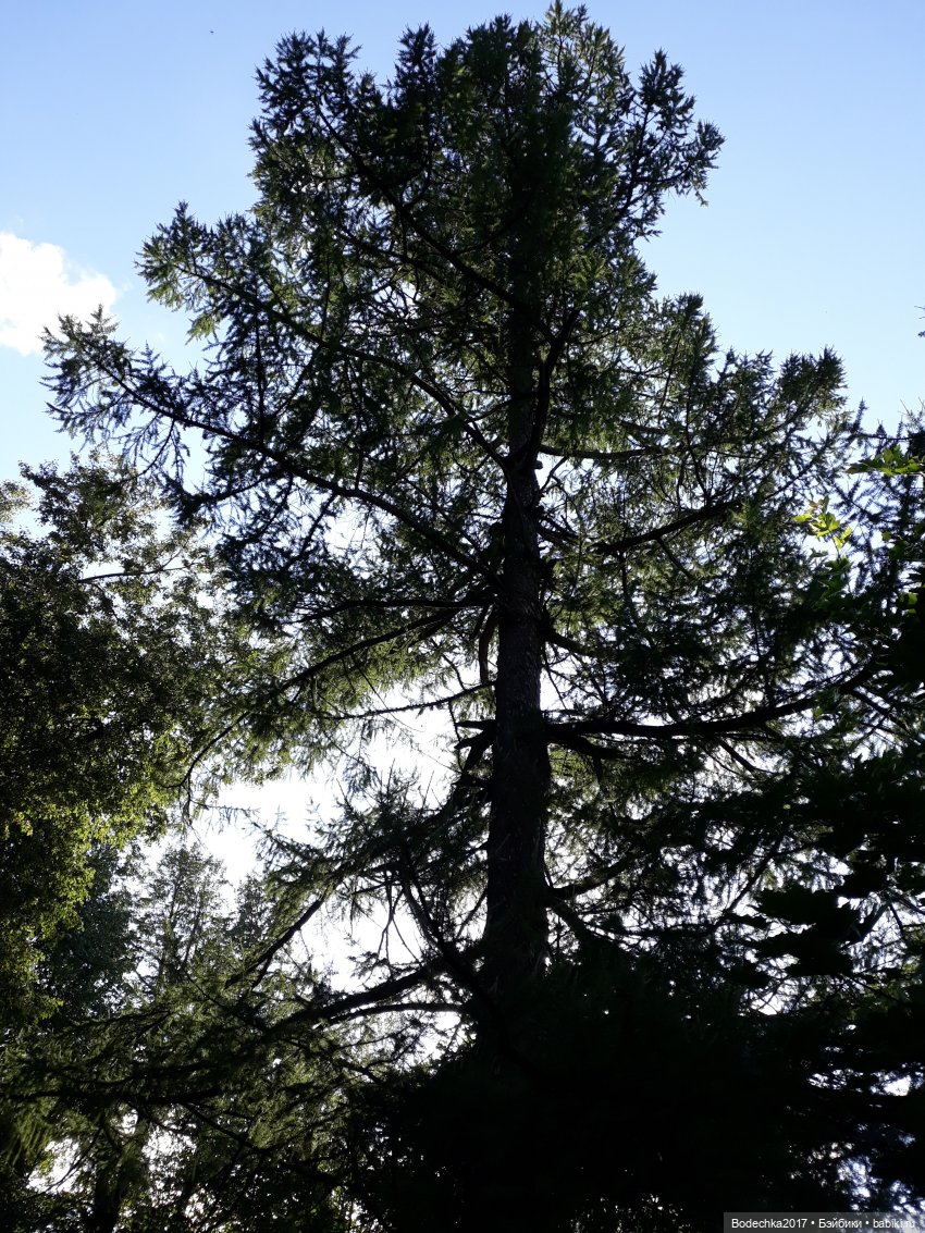 Канадец в рюкзаке — Винтажные куклы ГДР (Немки): Бигги