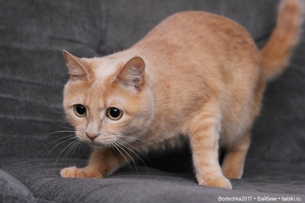 Доброго времени суток, всем | Бэйбики Доброго времени суток, всем