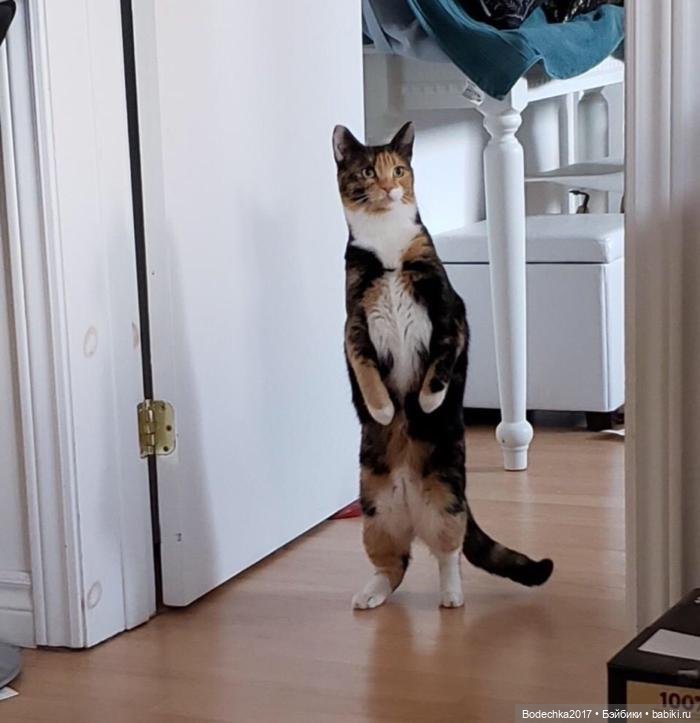 Доброго времени суток, всем | Бэйбики Доброго времени суток, всем