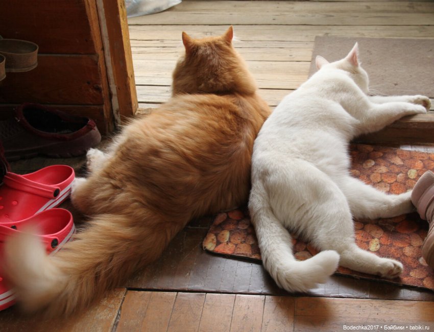 Доброго времени суток, всем | Бэйбики Доброго времени суток, всем