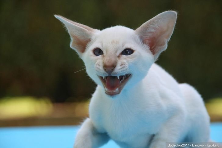 Доброго времени суток, всем | Бэйбики Доброго времени суток, всем