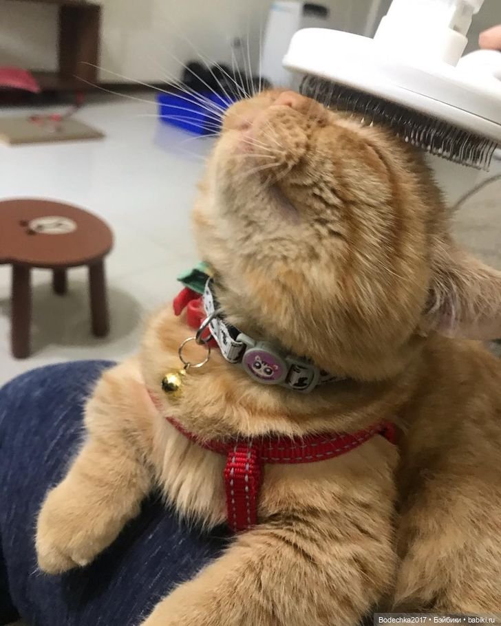 Доброго времени суток, всем | Бэйбики Доброго времени суток, всем (фото 8)