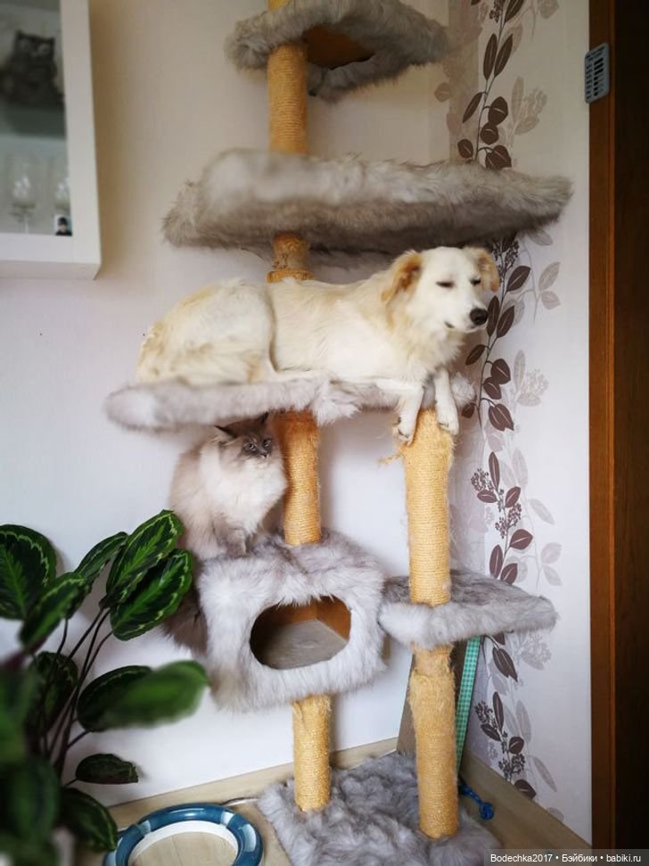 С днем кошек — Болталка и разговоры обо всем: жизнь