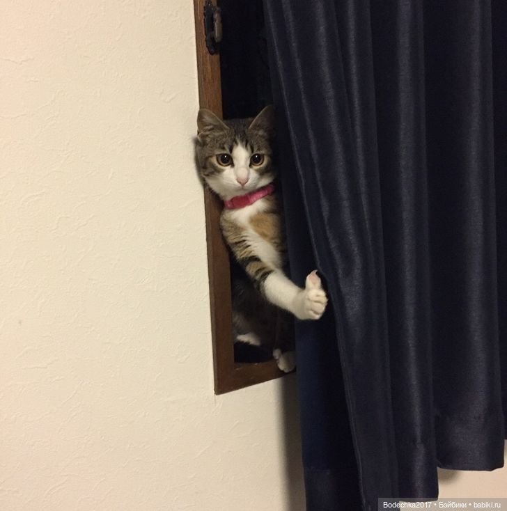 С днем кошек — Болталка и разговоры обо всем: жизнь (фото 3)