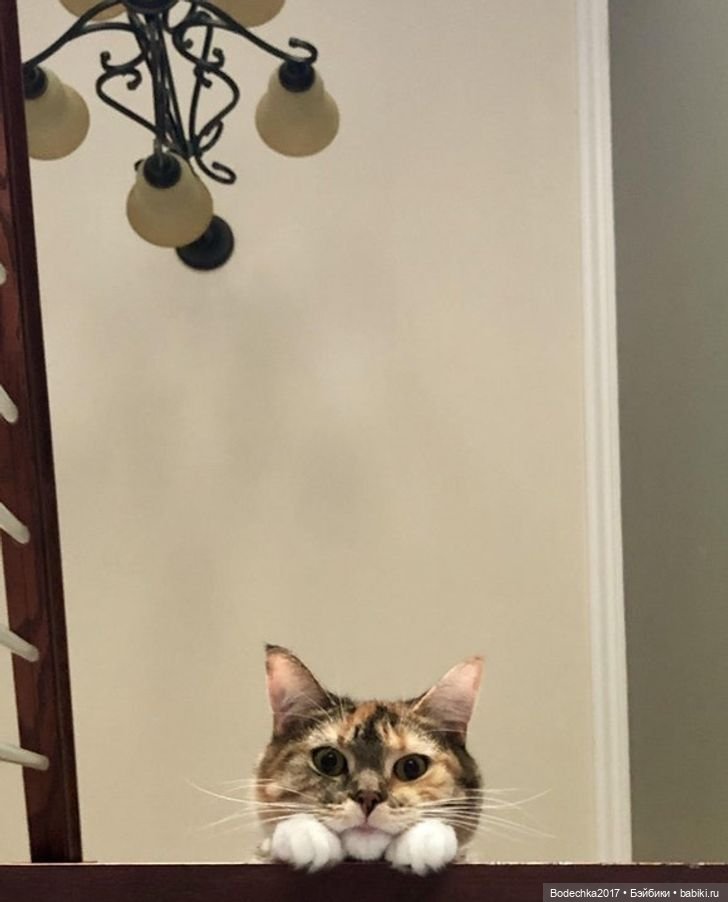 С днем кошек — Болталка и разговоры обо всем: жизнь (фото 2)