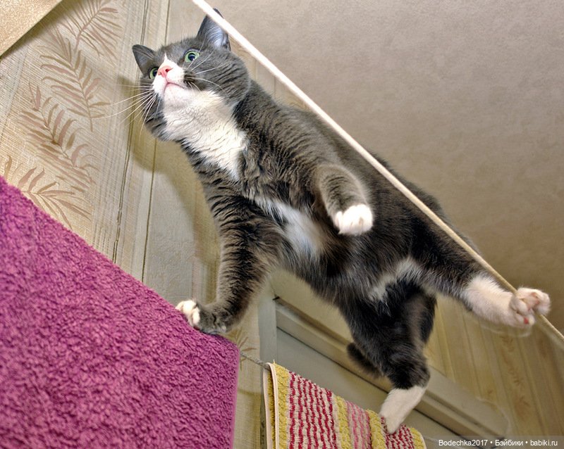 С днем кошек — Болталка и разговоры обо всем: жизнь