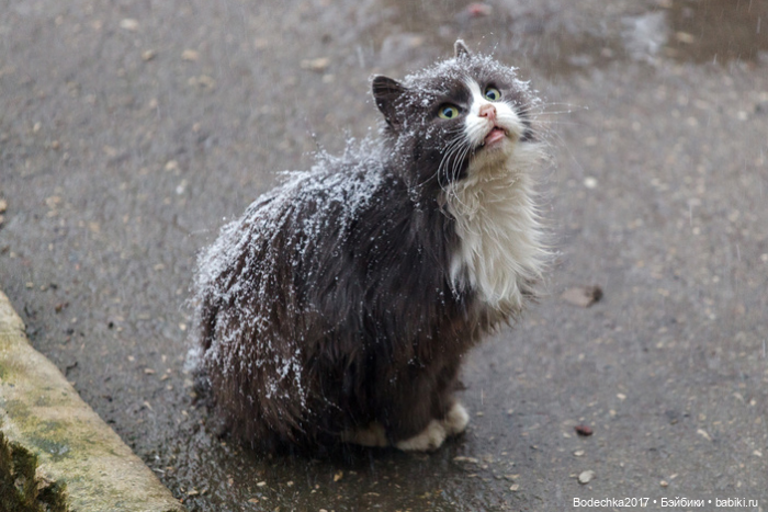 С днем кошек — Болталка и разговоры обо всем: жизнь