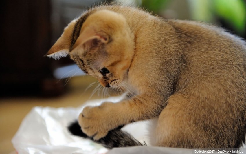 С днем кошек — Болталка и разговоры обо всем: жизнь